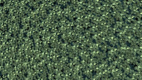 Particle NO texture leaves - animated wall of leaves preview image